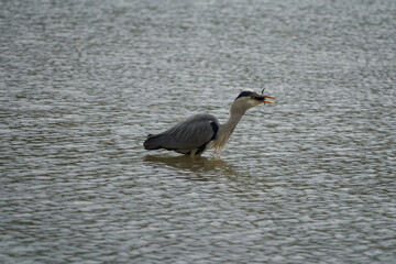 Grey heron Ardea cinerea long legged predatory wading bird heron fishing eating bird