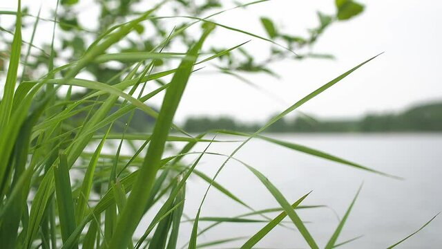 Blurred grass and beautiful glares on the water as a background.
