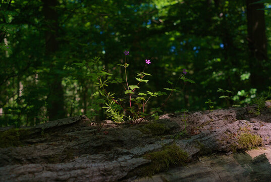 kreislauf des lebens , stinkender storchschnabel Geranium robertianum , der auf vermodertem Baumstamm w&auml;chst