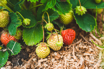 The process of ripening homemade strawberries. The beginning of the season.