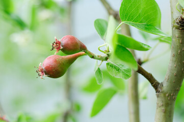 Green unripe pear fruit hanging on a tree branch
