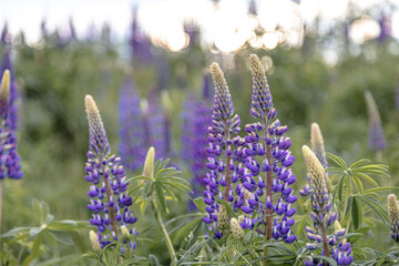 Thickets of lupins in the evening. Stylized photo with added noise.
