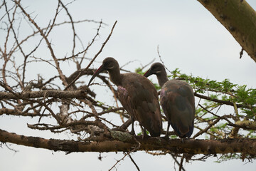  Hadeda ibis Bostrychia hagedash also called hadada Sub-Saharan Africa Kenya