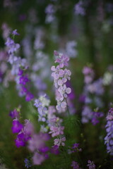 Fototapeta premium Purple and violet flowers grow in summer garden.