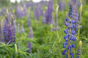 Thickets of lupins in the evening. Stylized photo with added noise.