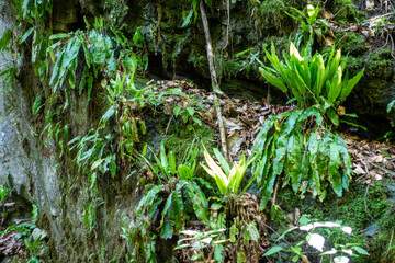 HIRSCHZUNGENFARN . Asplenium scolopendrium