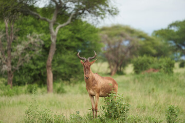 Naklejka na ściany i meble Tanzania Hartebeest Alcelaphus buselaphus kongoni African antelope