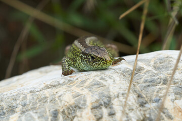 Sand lizard Lacerta agilis Reptile Close up Portrait Clear