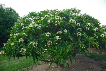 Fototapeta na wymiar Exotic flowers of Madagascar
