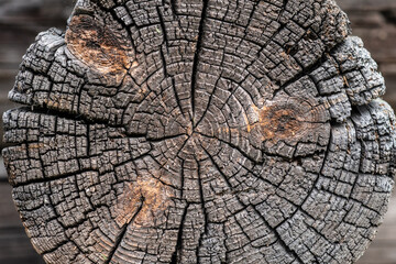texture of an old tree exposed to precipitation.