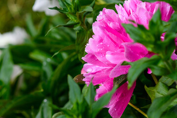 Big beautiful ory peony with large drops of water after rain