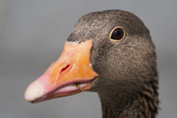  Greylag goose Anser anser large goose waterfowl Anatidae Portrait