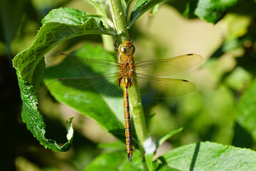 Green-eyed hawker, Norfolk hawker (Aeshna isoceles) of the family hawkers (Aeshnidae), which clings...