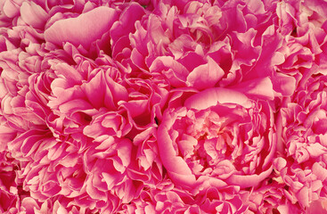 Fototapeta premium beautiful pink peony flower