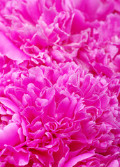 beautiful pink peony flower