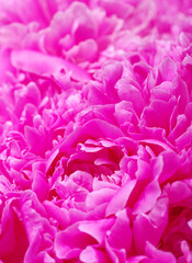 beautiful pink peony flower