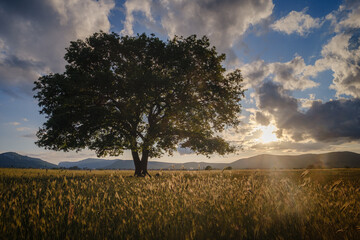 lonely old oak in a field at spring sunset
