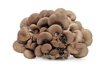 mushrooms  isolated on white background.