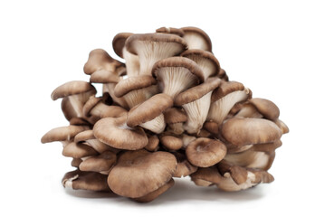 mushrooms  isolated on white background.