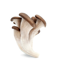 Fototapeta na wymiar mushrooms isolated on white background.