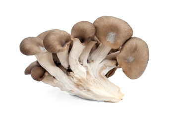 mushrooms  isolated on white background.