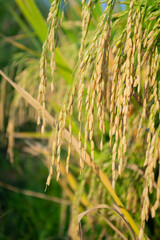 green grass in the wind