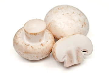 mushrooms on a white background