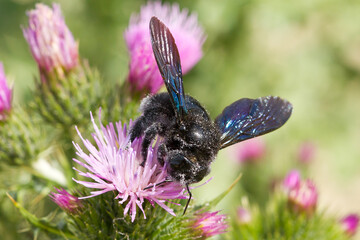 Xylocopa violacea, Abejorro tomando nectar de la flor