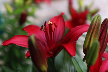 Primo piano di fiori di lilium color rosso cremisi