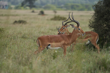 Impala Group Impalas Antelope Portrait Africa Safari