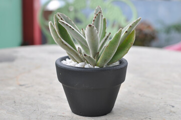 Succulent plant in black pot