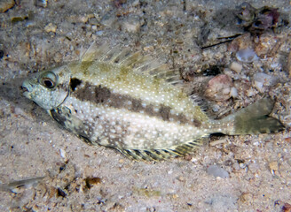 A Black Rabbitfish (Siganus fuscescens)