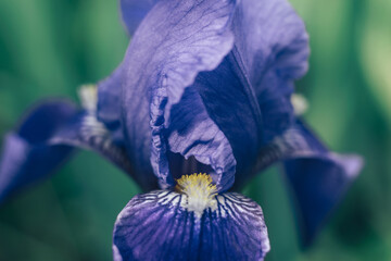 Close up iris flower outdoors, blue iris flower in the garden background..