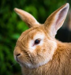 Portrait of domestic light brown rabbit in garden with nice blurred background
