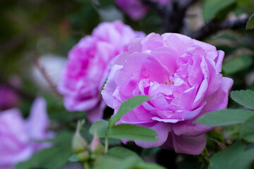 A close-up of very beautiful pink rose flower growing on a bush. Idea for postcards, wallpapers