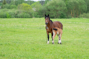 A bay horse with a foal in a field on a grazing.