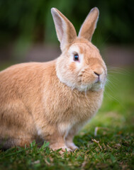 Domestic light brown rabbit in garden with nice bokeh background