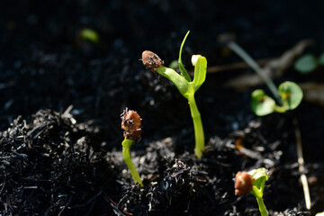 young  morning glory is growing 
