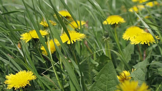 Close up view of the beautiful yellow dandelion on the meadow by blowing wind. Seasonal natural scene.