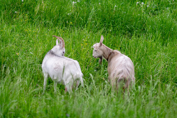 Obraz premium Gray and white goat play in the field on the grass.