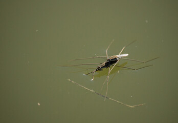 Wasserläufer bei der Paarung