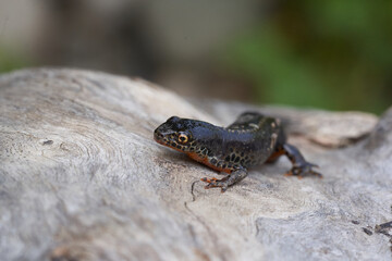 Alpine newt Ichthyosaura alpestris Amphibian Orange Belly