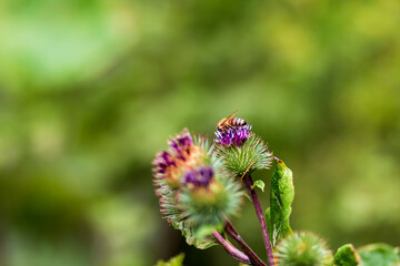 bee on a flower