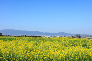 奈良県-山の辺の道-菜の花