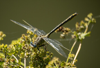 große Libelle am Teich