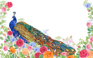 peacock in flowers, roses, watercolor hand painting - 357787575