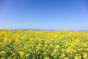 Obraz premium 奈良県-山の辺の道-菜の花