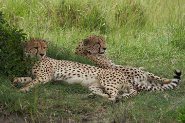 Fototapeta na wymiar Cheetah Brothers Africa Safari Masai Mara Portrait
