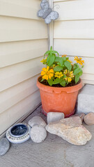Vertical Plant with yellow flowers on an orange pot by the doorstep of a home entrance