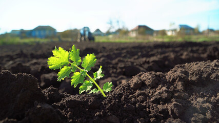 The tractor cultivates and cuts furrows in the field. Tractor work in the black soil field in the village